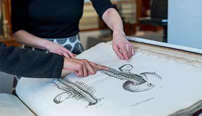 Two people's hands touch a large manuscript, which features an image of an isolated spine and skull