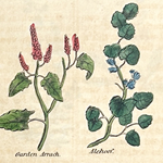 Tour_Galter in Bloom_150px