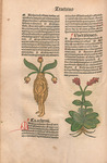 Female mandrake root from Hortus Sanitatis, 1491. Via the National Library of Medicine.