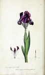 Dwarf iris. Thirty-eight Plates, with Explanations; Intended to Illustrate Linnaeus’s System of Vegetables, 1794. Via HathiTrust (Getty Institute).