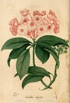 Mountain laurel. American Medical Botany, 1817. Via Internet Archive (North Carolina State University).