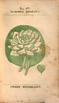 American white waterlily or fragrant waterlily. Medical Flora or, Manual of the Medical Botany of the United States of North America, 1830. Via HathiTrust (University of California).