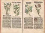 Cornflower, St. John’s wort, shepherd’s pipe or common water plantain, and German bearded iris. Hortus Sanitatis, Germanice: Gart der Gesundheit, 1515. From Galter Special Collections.