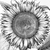 Galter in Bloom