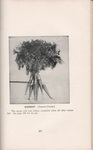 Wild carrot. Vitalogy or Encyclopedia of Health and Home, 1925. From Galter Special Collections.