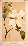 Flowering dogwood. A Manual of the Medical Botany of North America, 1884. Via HathiTrust (North Carolina State University).