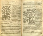 Sweet potato and potato. The Herball; or, Generall Historie of Plantes, 1597. Via Biodiversity Heritage Library (Missouri Botanical Garden).
