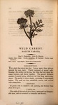 Wild carrot. A New Family Herbal, 1810. Via HathiTrust (Harvard University).