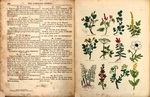 Twelve medicinal plants. Culpeper’s Complete Herbal, 1816. Via HathiTrust (Harvard University).
