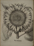Sunflower. Hortus Eystettensis, 1640 edition. Via Wellcome Collection.