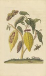 Cacao plant (hand colored). Dissertatio de generatione et metamorphosibus insectorum Surinamensium, 1719 edition. Via Internet Archive (John Carter Brown Library).