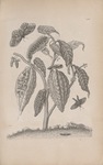 Cacao plant. Histoire générale des insectes de Surinam et de toute l'Europe, 1771. Via HathiTrust (McGill University).