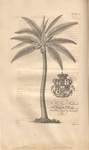 Coconut tree. The History of Barbados, 1750. Via HathiTrust (University of Michigan).