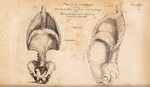 Plans of the Diaphragm. The Anatomy of the Human Body by John Bell. Via Wellcome Collection.