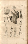 Plate 9. A System of Dissections, Explaining the Anatomy of the Human Body by Charles Bell. Via University of Toronto.