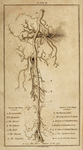 Plate 2. Discourses on the Nature and Cure of Wounds by John Bell. Via Wellcome Collection.