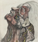 Plate 5. A System of Dissections, Explaining the Anatomy of the Human Body by Charles Bell. Via Galter Special Collections.