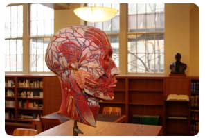 Anatomical model head