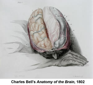 Charles Bell brain 1802