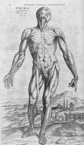 Vesalius' De humani corpus fabrica